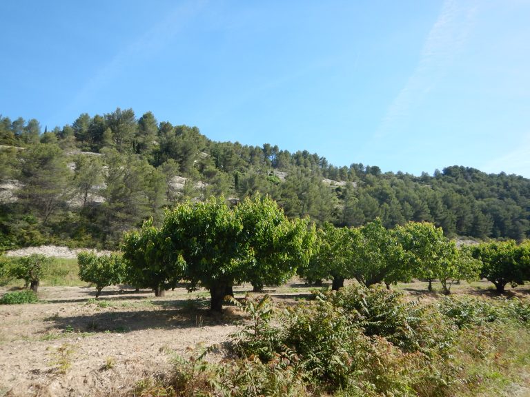 Champs de cerisiers